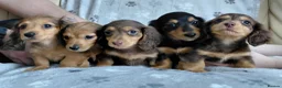 Miniature Dachshund dogs for sale: ✨️Available & Ready✨️3 Left✨️Longhaired Mini's✨️ - Advert 24