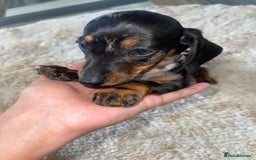 Miniature Dachshund dogs for sale: Miniature dachshunds  - Image 3