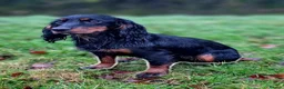 Cocker Spaniel dogs for sale: 2 cocker spaniel pups  - Advert 2