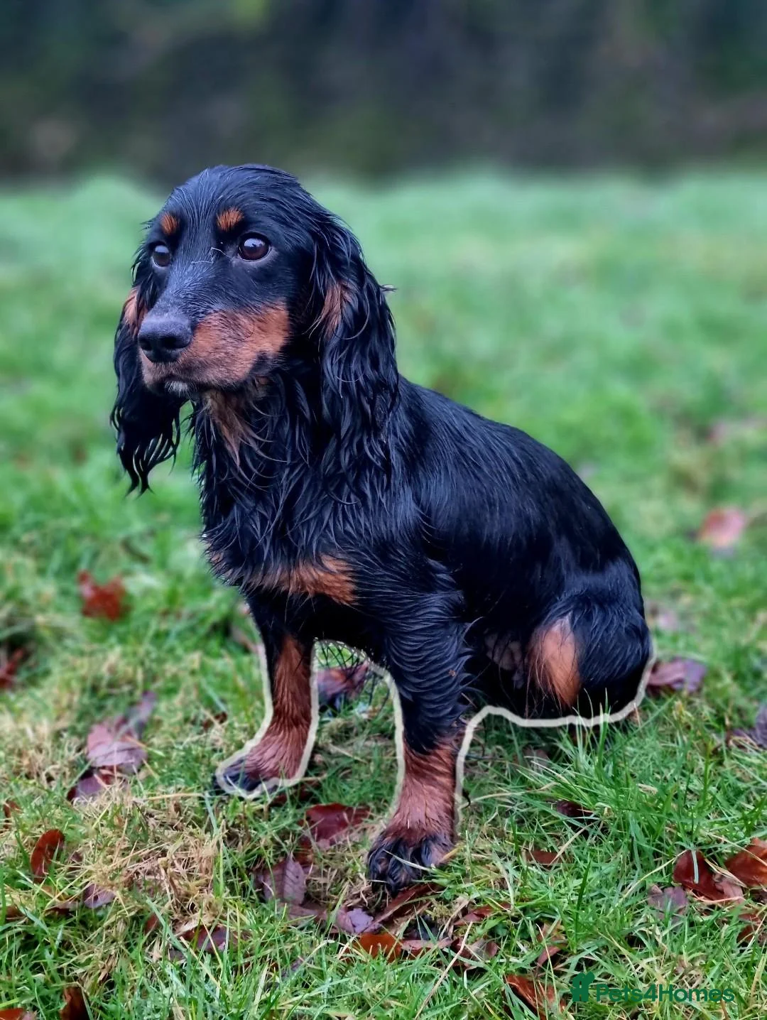 Cocker Spaniel dogs for sale: 2 cocker spaniel pups  - Advert 2