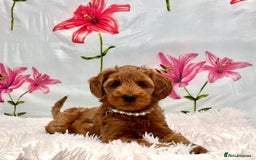 Miniature Poodle dogs for sale: ⭐️F2B Hypoallergenic DNA CLEAR Red Mini Cockapoos in Torquay - Image 4