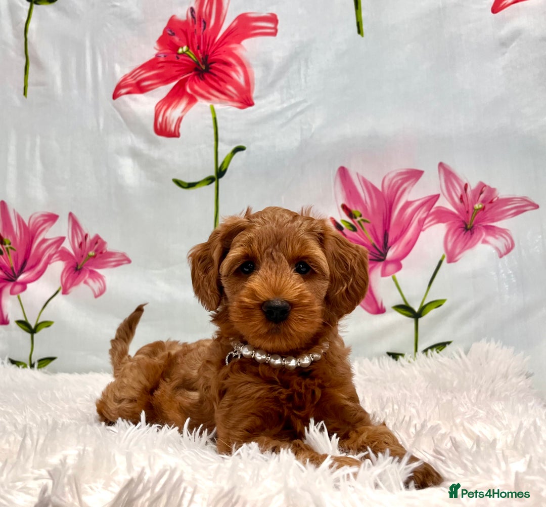 Miniature Poodle dogs for sale: ⭐️F2B Hypoallergenic DNA CLEAR Red Mini Cockapoos in Torquay - Image 4