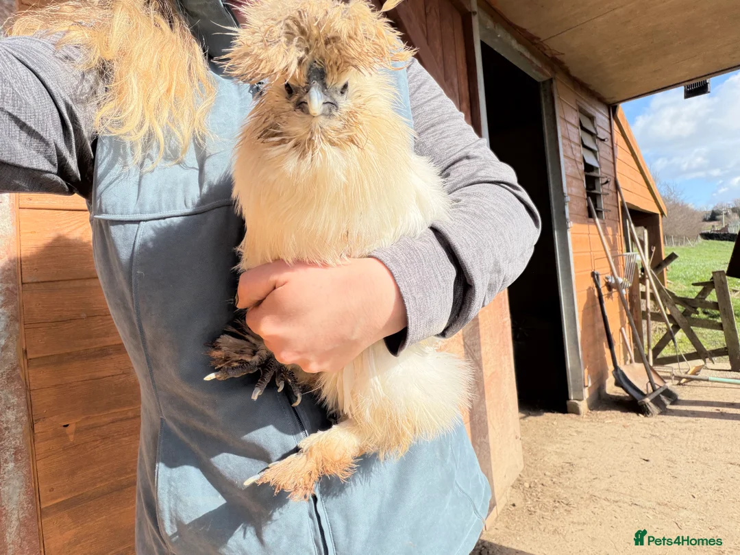 Chickens poultry for sale: White Silkie Hen - Advert 1