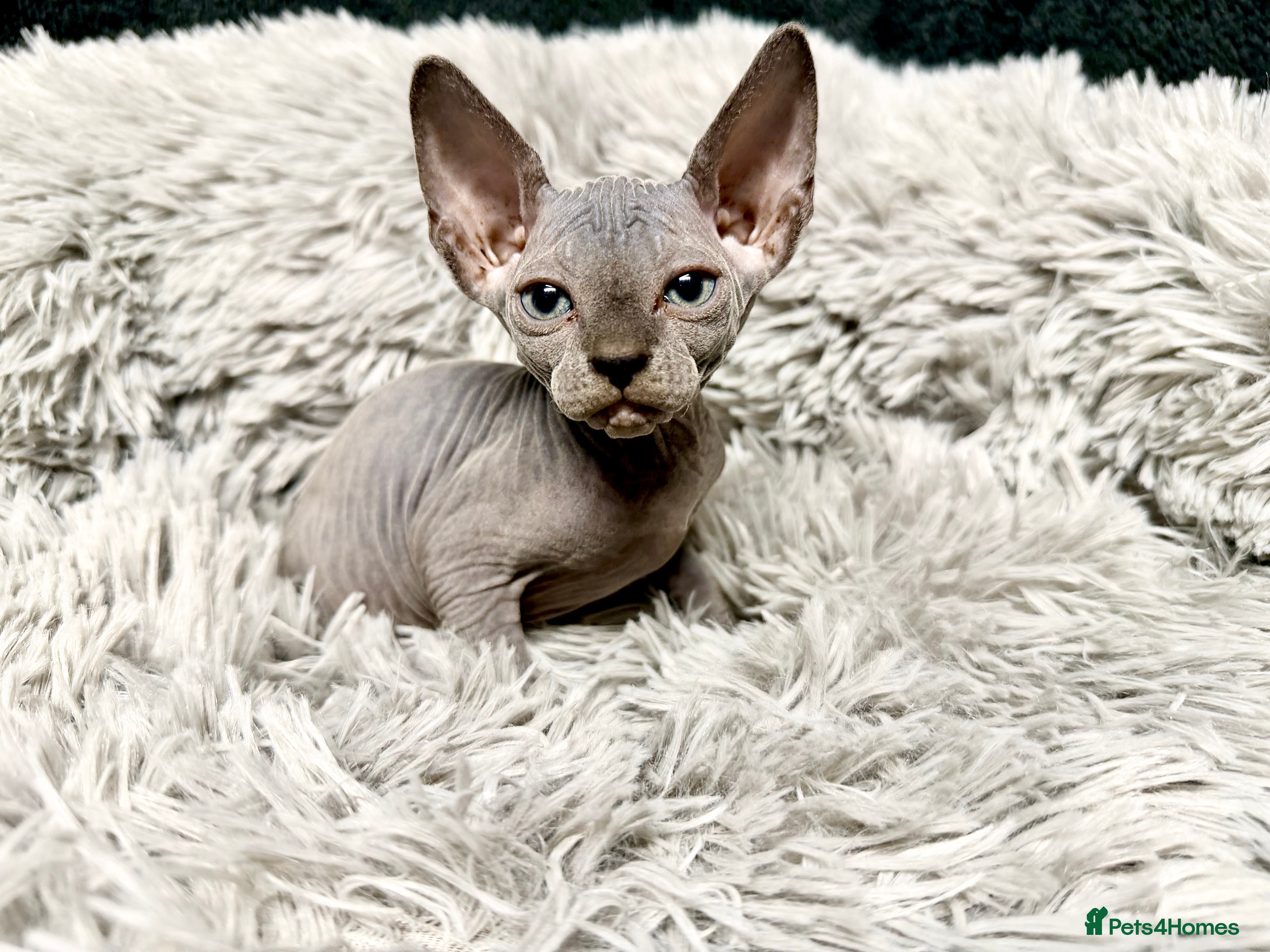 Sphynx cats TICA Reg Sphynx Kittens, Extensive Genetic Testing - Advert 14