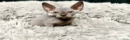 Sphynx cats for sale: TICA Reg Sphynx Kittens, Extensive Genetic Testing - Advert 1