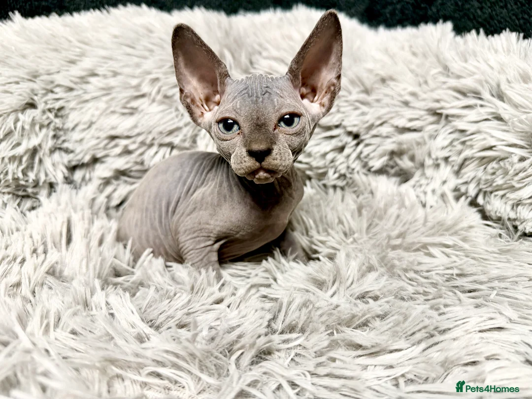 Sphynx cats for sale: TICA Reg Sphynx Kittens, Extensive Genetic Testing - Advert 1