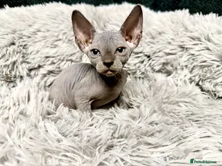 Sphynx cats TICA Reg Sphynx Kittens, Extensive Genetic Testing - Advert 14