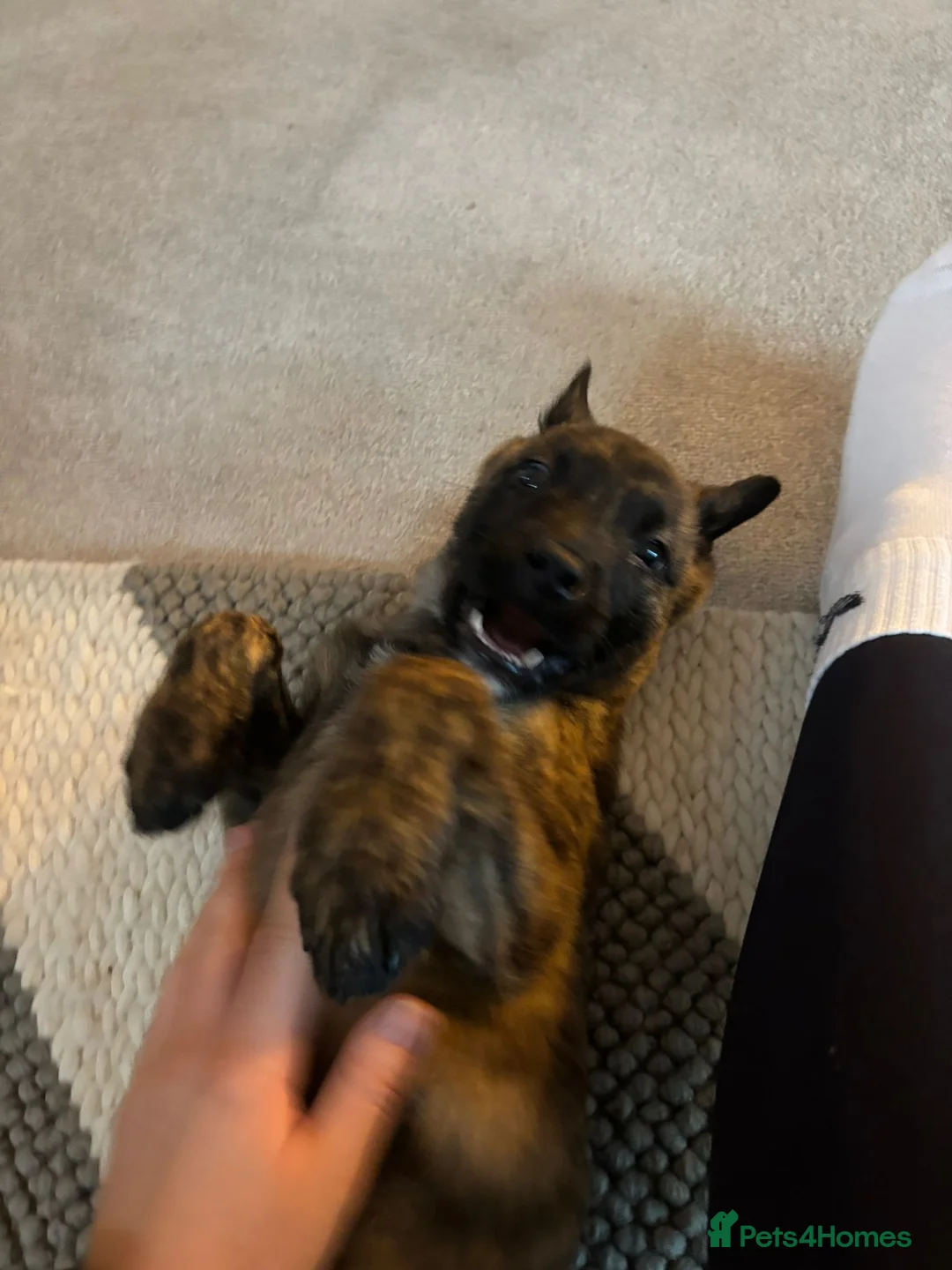 Belgian Shepherd Dog dogs for sale: Stunning Dutch Herder/Dutch Shepherd. - Advert 3