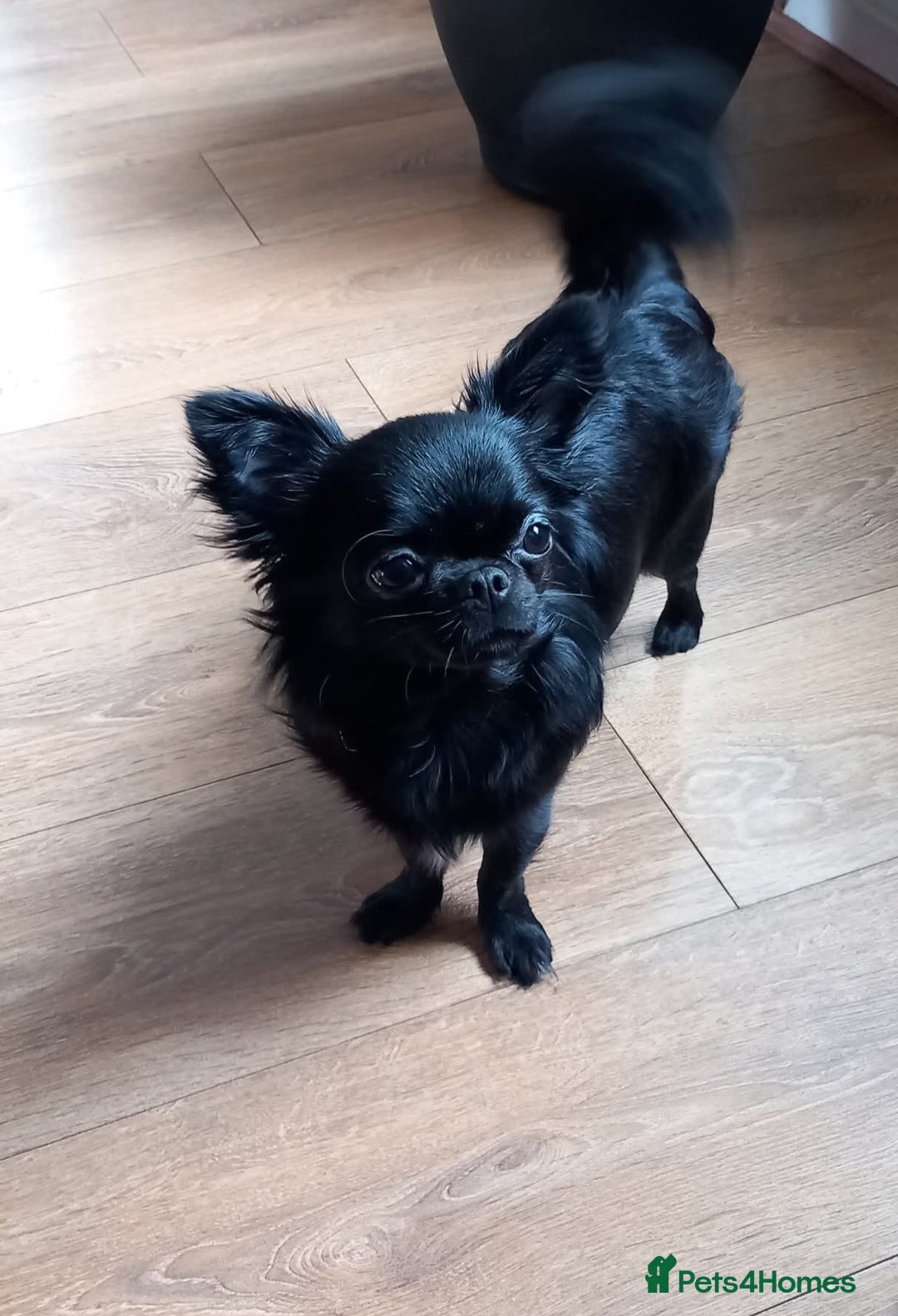 Chihuahua dogs for sale: ❤️‍🔥Long-coat Girl❤️‍🔥DNA tested❤️‍🔥PET only!! - Advert 3