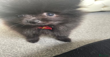 Pomeranian dogs - Advert 27