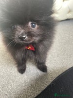 Pomeranian dogs - Advert 1