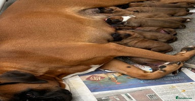 Boxer dogs - Advert 11