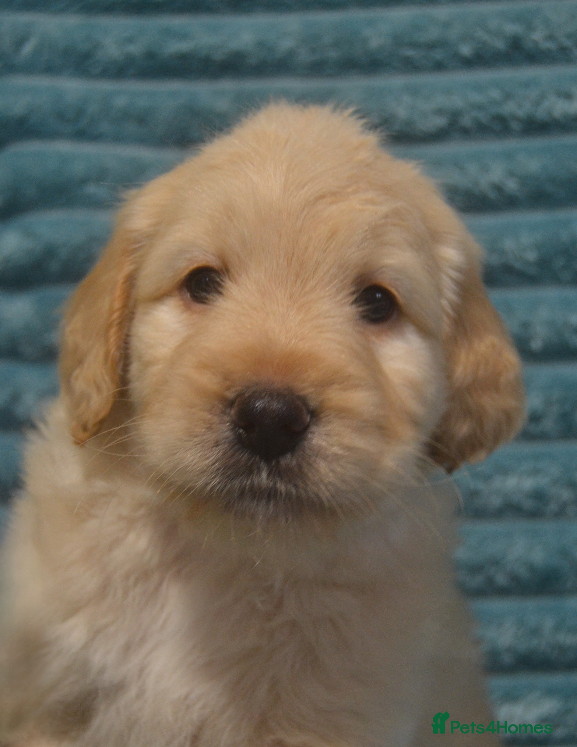 Mixed Breed dogs 1 Miniature Mountain Australian Bernedoodle left  - Advert 2