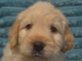 Mixed Breed dogs 1 Miniature Mountain Australian Bernedoodle left - Advert 3