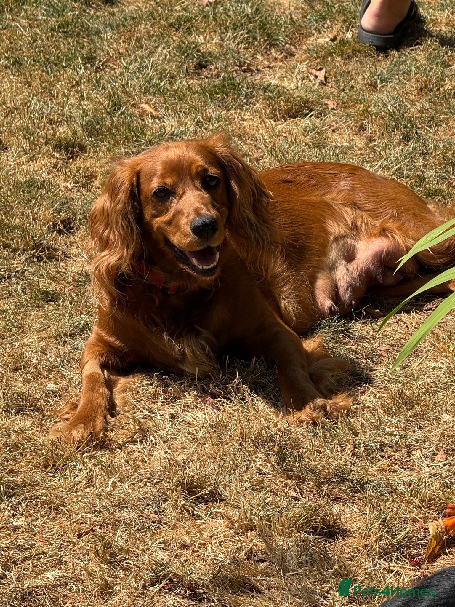 Mixed Breed dogs Chi-Spaniels (cocker spaniel and chihuahua)  - Advert 2