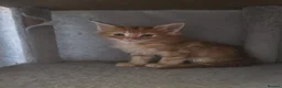 Maine Coon cats for sale: Maine Coon Red Tabby Gingers - Advert 17