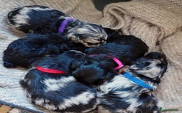 Mixed Breed dogs for sale: Beautiful pomapoo X puppies  - Image 12