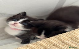 Ragdoll cats for sale: 2 kittens available 1 female, 1 male  - Image 18
