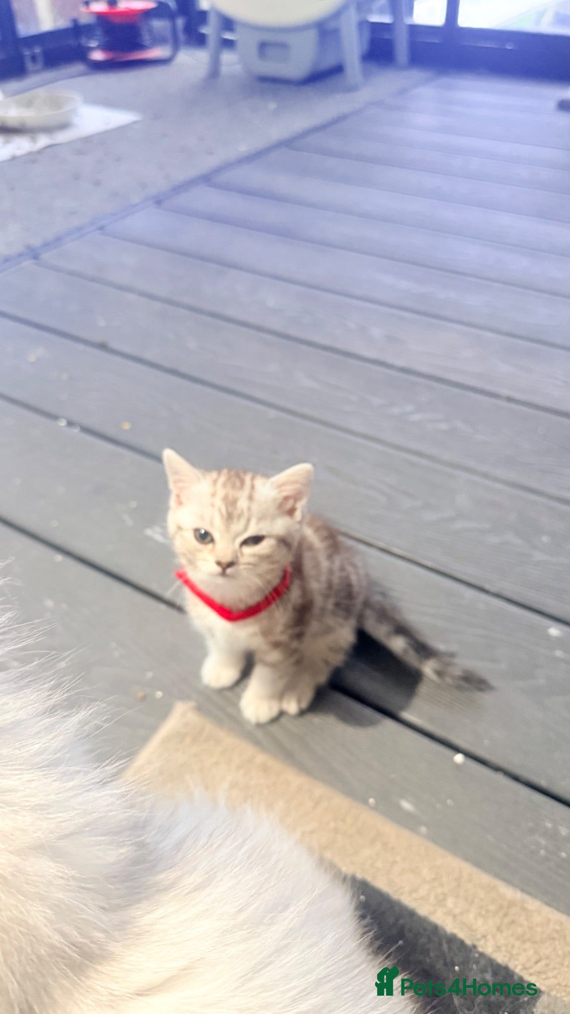 Mixed Breed cats Gorgeous SilverKittens Looking for Loving Homes  - Advert 1