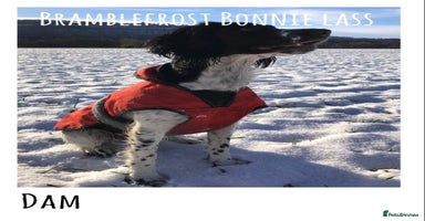 English Springer Spaniel dogs 🐾 KC registered ESS B&W puppy available 🐾  - Advert 4