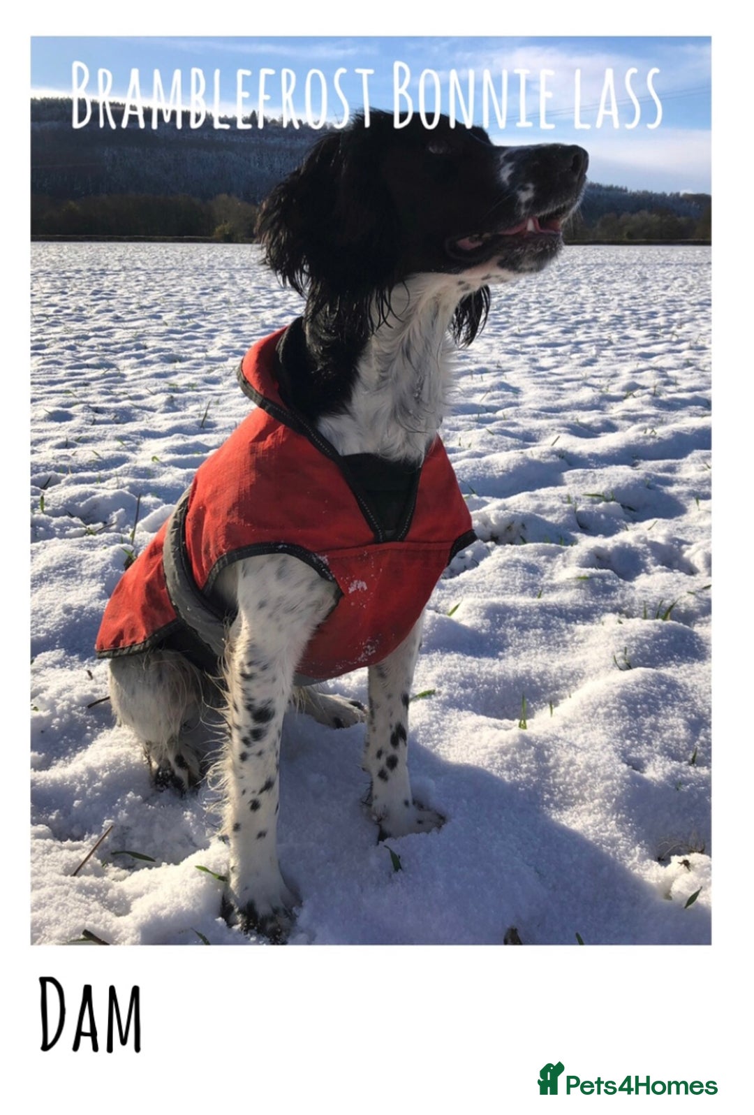 English Springer Spaniel dogs for sale: 🐾 Now reserved 🐾  - Advert 4