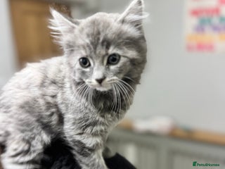 British Longhair cats Violet 12 week old British long hair/main coon - Advert 1
