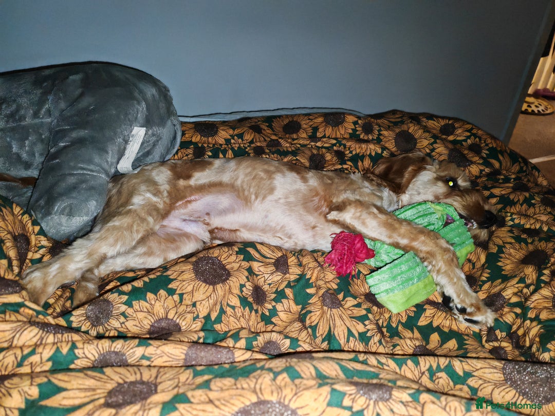 Cavapoo dogs for sale: REHOMING  - Advert 10