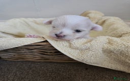 Bichon Frise dogs for sale: Beautiful bichon frise puppies - Image 5