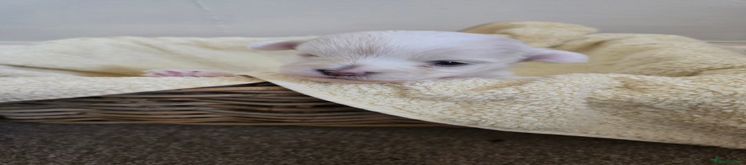 Bichon Frise Puppy 2