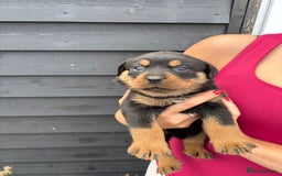 Rottweiler dogs for sale: Rottweiler puppies for sale. - Image 3