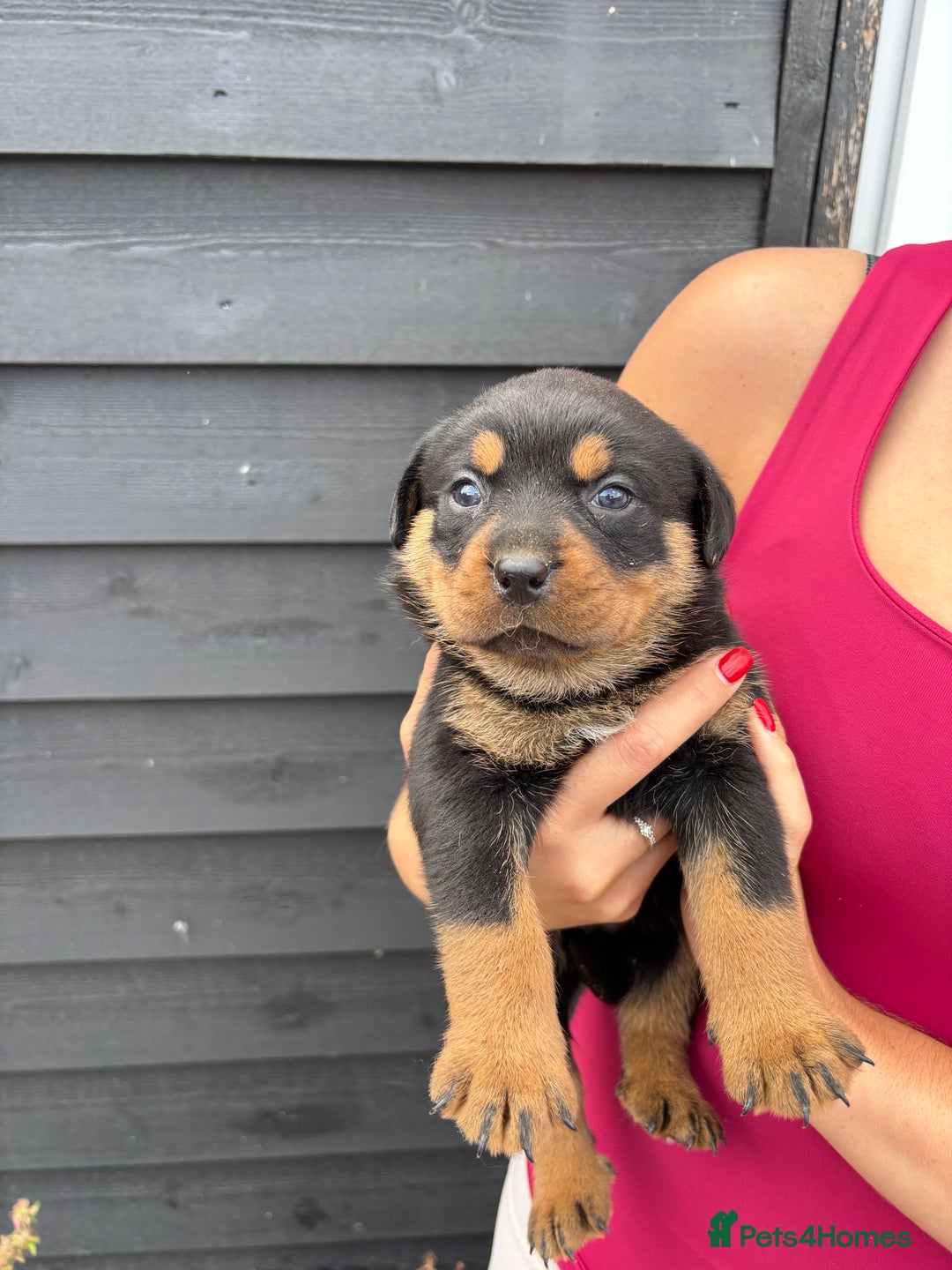 Rottweiler dogs for sale: Rottweiler puppies for sale. - Image 3