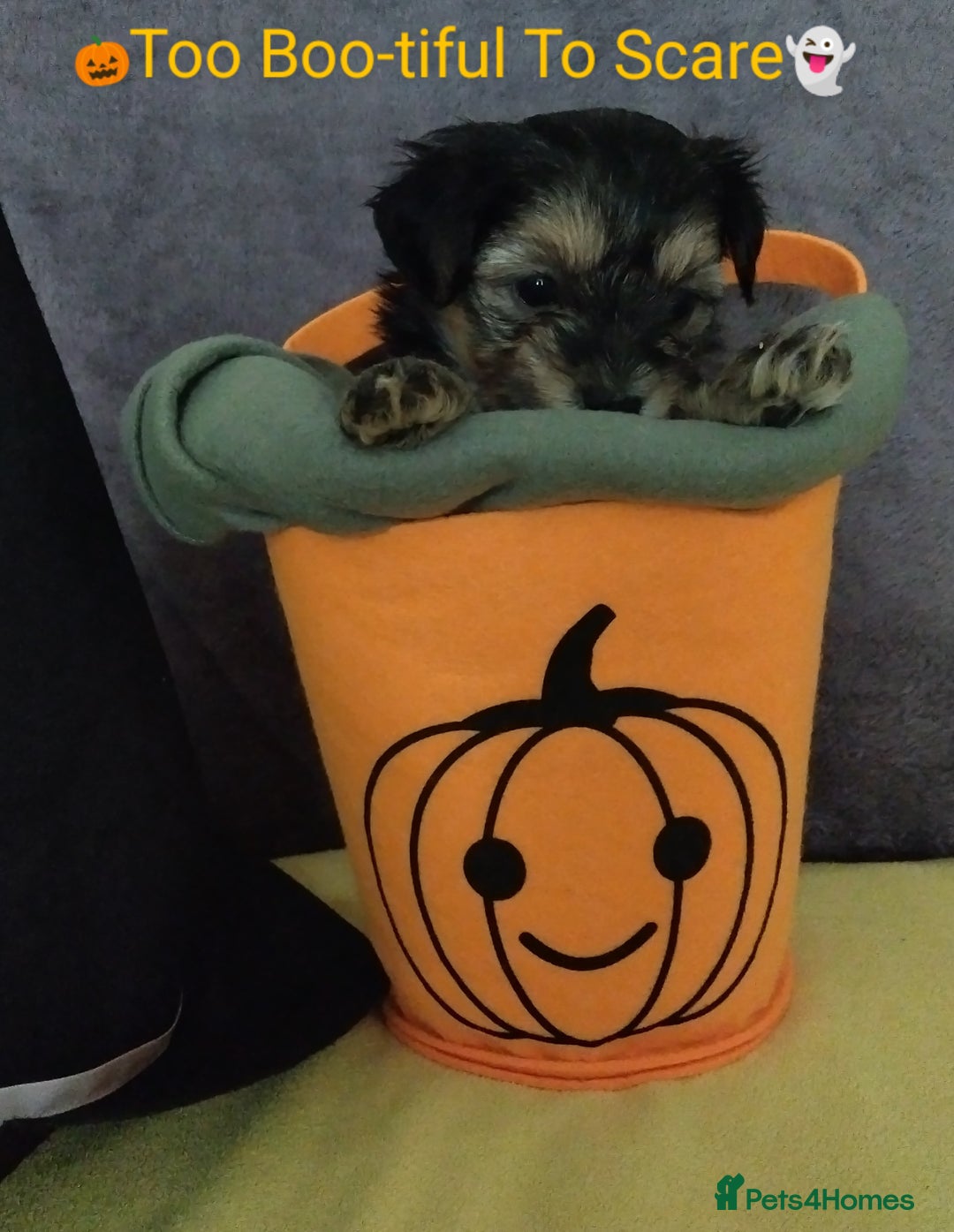 Morkie dogs for sale: Beautiful Morkie Puppies - Image 13