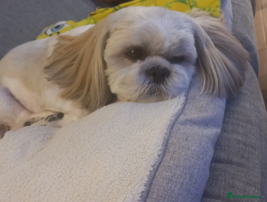 Shih Tzu dogs for stud: Male Full Shih Tzu in Nuneaton - Advert 2