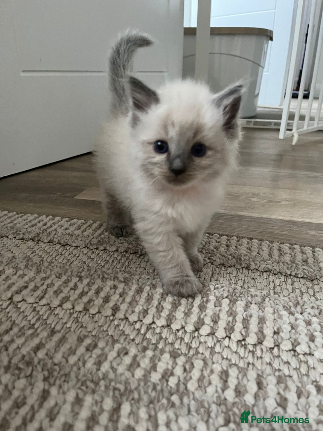 Ragdoll cats for sale: Stunning Bluepoint Ragdoll kittens!  - Image 25