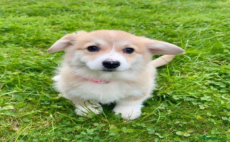 Welsh Corgi Pembroke dogs - Advert 1