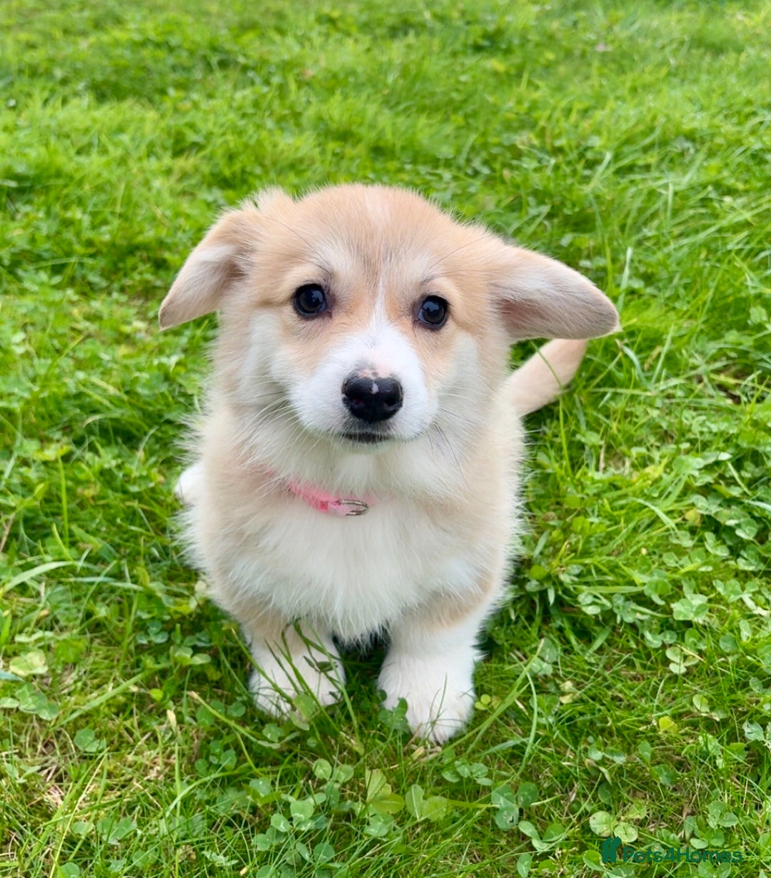 Welsh Corgi Pembroke dogs for sale: Stunning KC Registered Corgis - Image 1