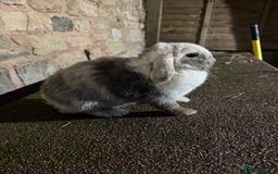 Mini Lop rabbits for sale: Lilac self buck chocolate harli female mini lops  - Advert 1