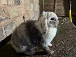 Mini Lop rabbits Lilac self buck chocolate harli female mini lops - Advert 1