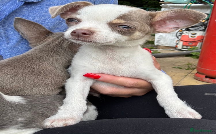 Chihuahua dogs - Advert 2