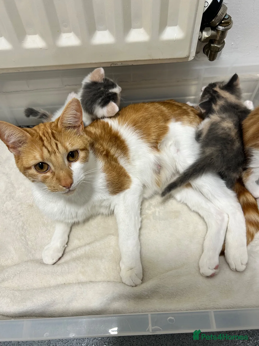 Mixed Breed cats for sale: 2 ginger boys for sale  - Advert 10