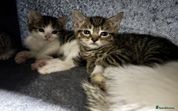 Mixed Breed cats for sale: Gorgeous kittens for sale ready for loving home  - Image 3