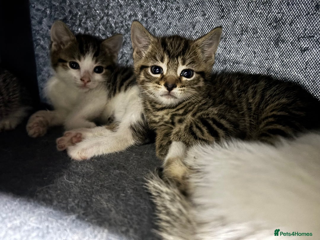 Mixed Breed cats for sale: Gorgeous kittens for sale ready for loving home  - Image 3