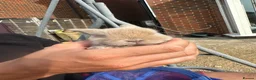 Mini Lop rabbits for sale: Mini lop rabbits - Advert 4