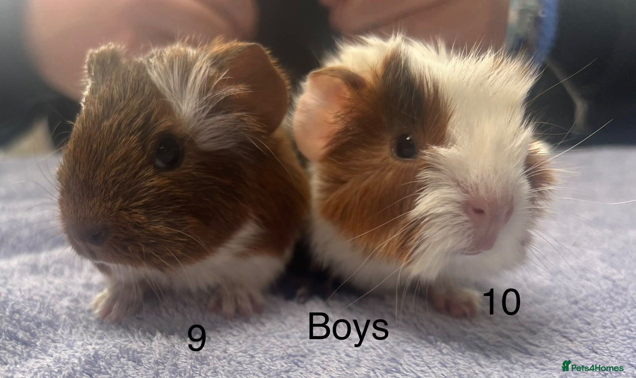 Guinea Pig rodents Baby guinea pigs for sale  - Advert 2