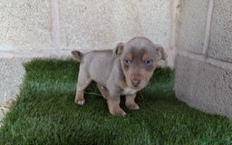 Jack Russell dogs for sale: Miniature Lilac jack Russells - Advert 6