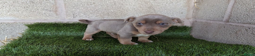 Jack Russell Puppy 6