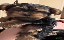 Yorkshire Terrier dogs for sale: Tiny Yorkshire Terriers for sale - Image 10