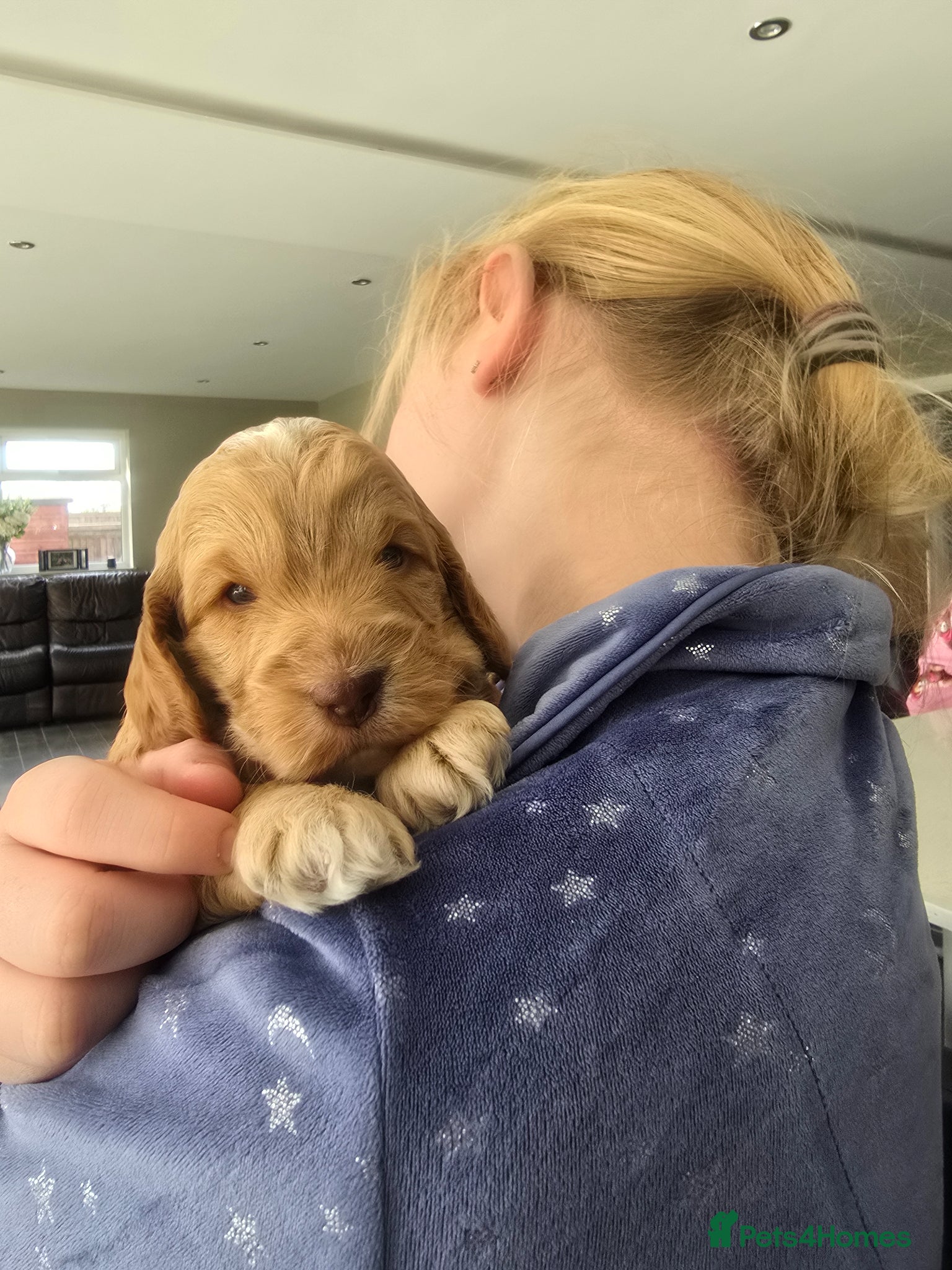 Cockapoo dogs SHOW F1 cockapoos licensed breeder. - Advert 2
