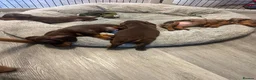 Miniature Dachshund dogs for sale: 1 kennel club miniature dachshund boy ready now in Maidstone - Advert 10