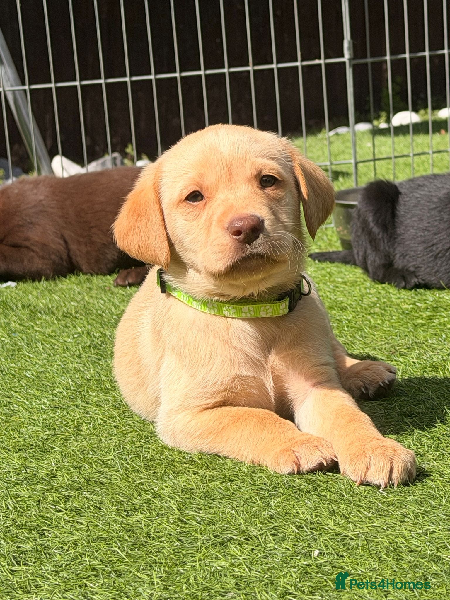 Labrador Retriever dogs ‼️LAST 2GO ‼️KC Black&Yellow - Advert 14